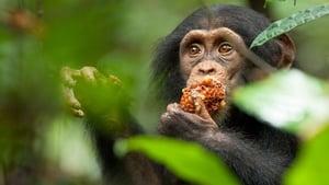 Chimpanzee cast