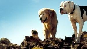 Homeward Bound: The Incredible Journey cast