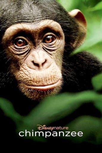 Chimpanzee poster image